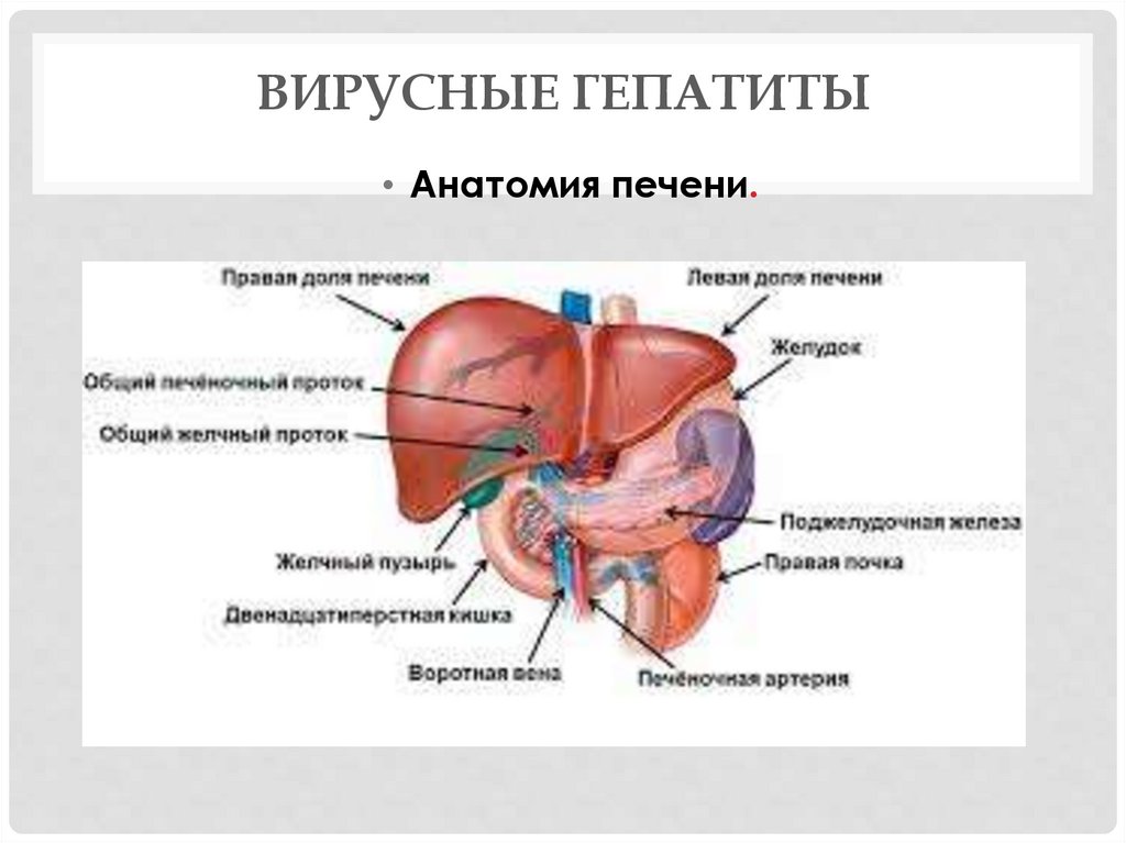 Вирусные гепатиты