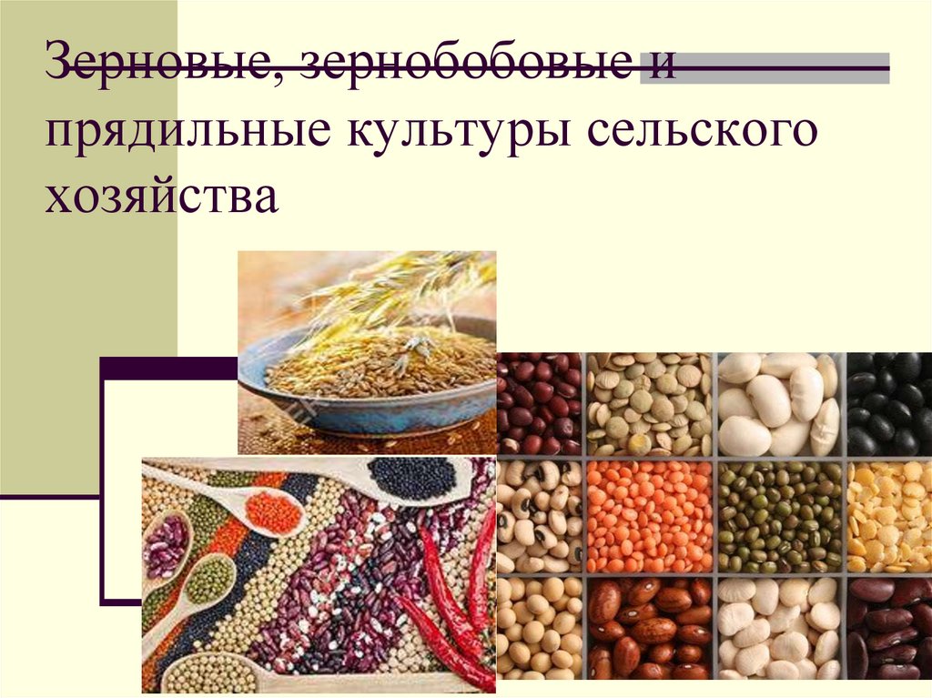 Зерновые, зернобобовые и прядильные культуры сельского хозяйства