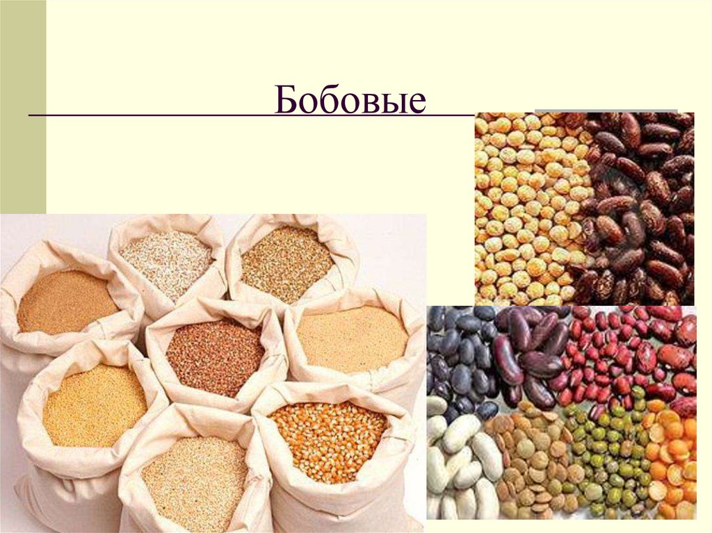 Бобовые
