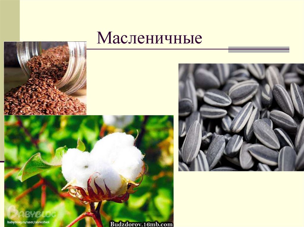 Масленичные