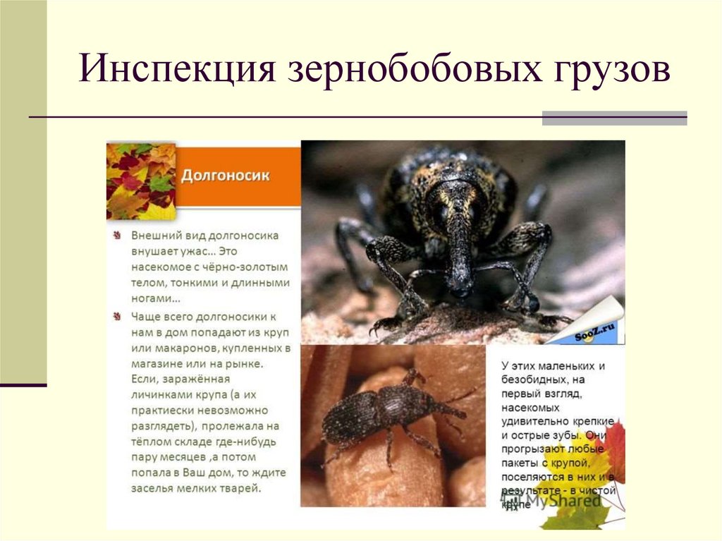 Инспекция зернобобовых грузов