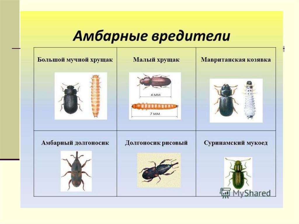 Инспекция зернобобовых грузов