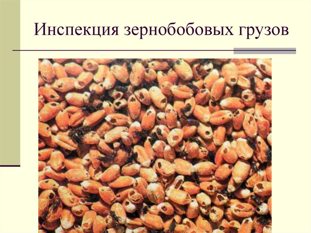 Инспекция зернобобовых грузов