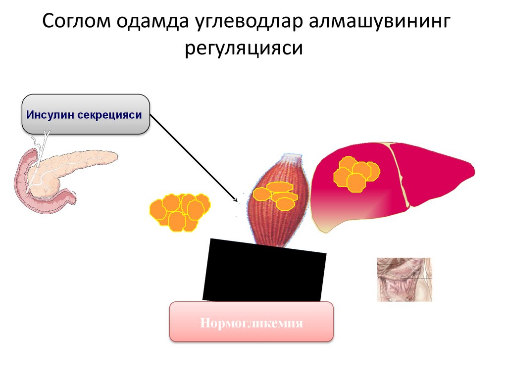 Соглом одамда углеводлар алмашувининг регуляцияси
