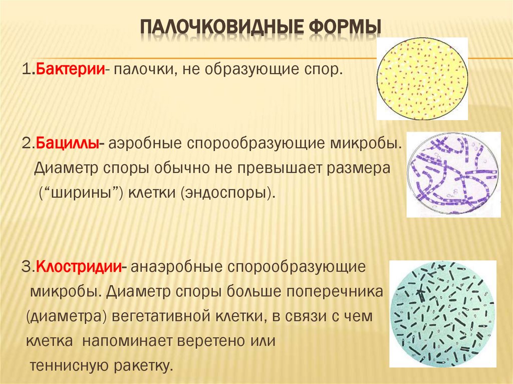 Палочковидные формы