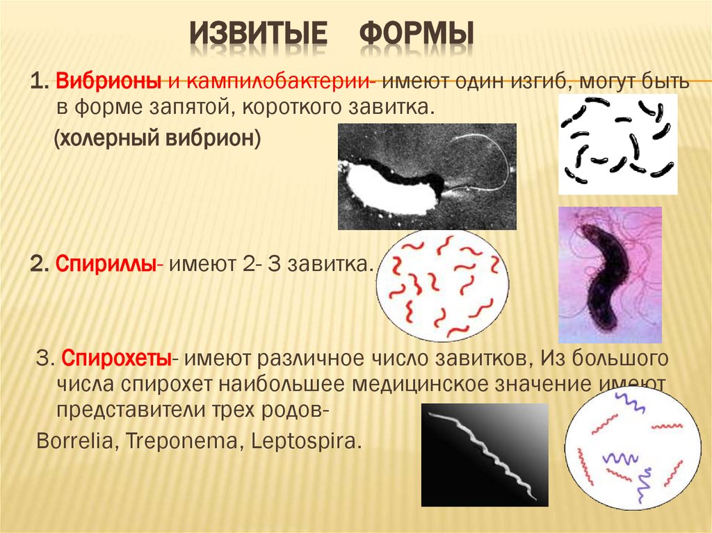 Извитые формы