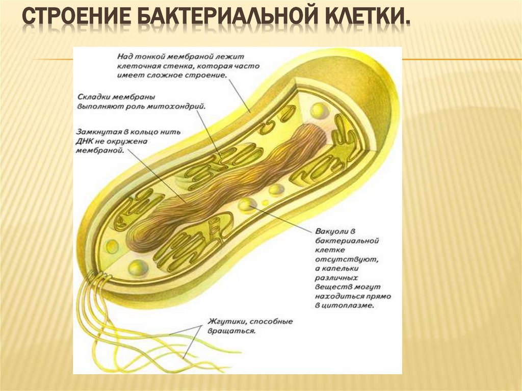 Строение бактериальной клетки.