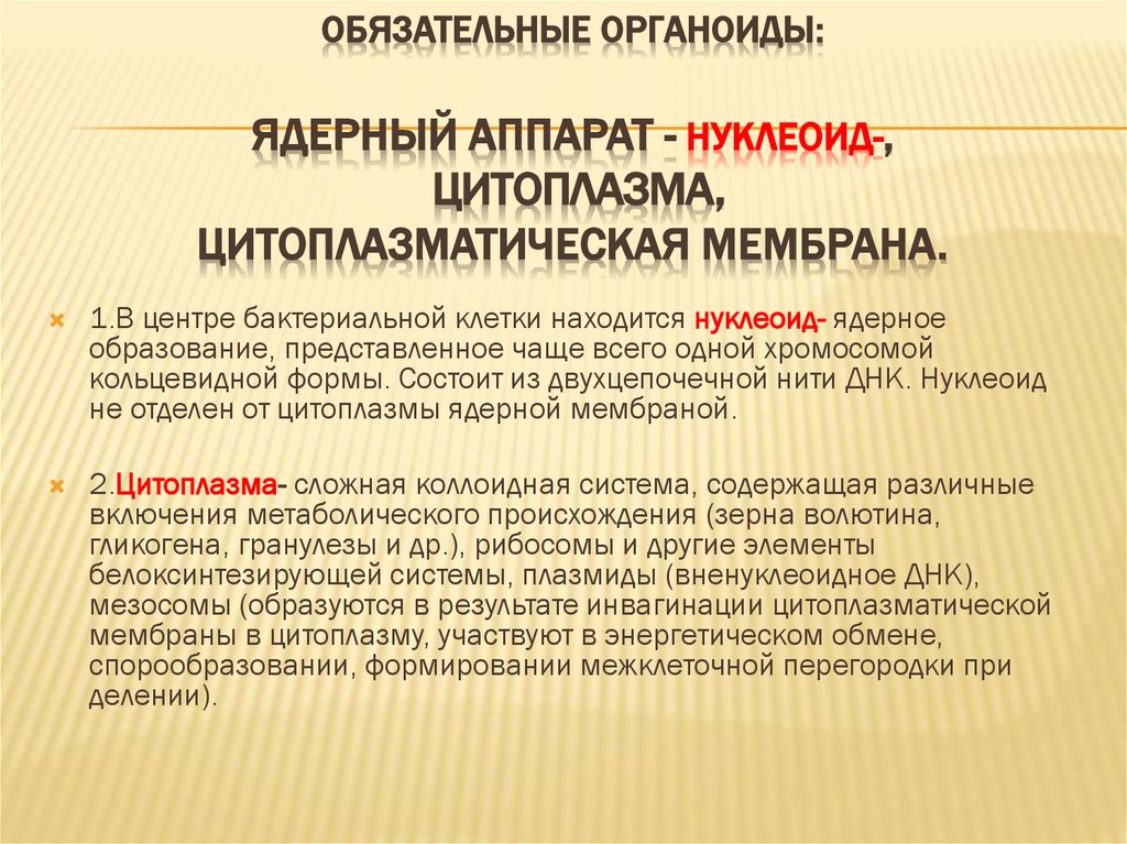 Обязательные органоиды: ядерный аппарат - нуклеоид-, цитоплазма, цитоплазматическая мембрана.