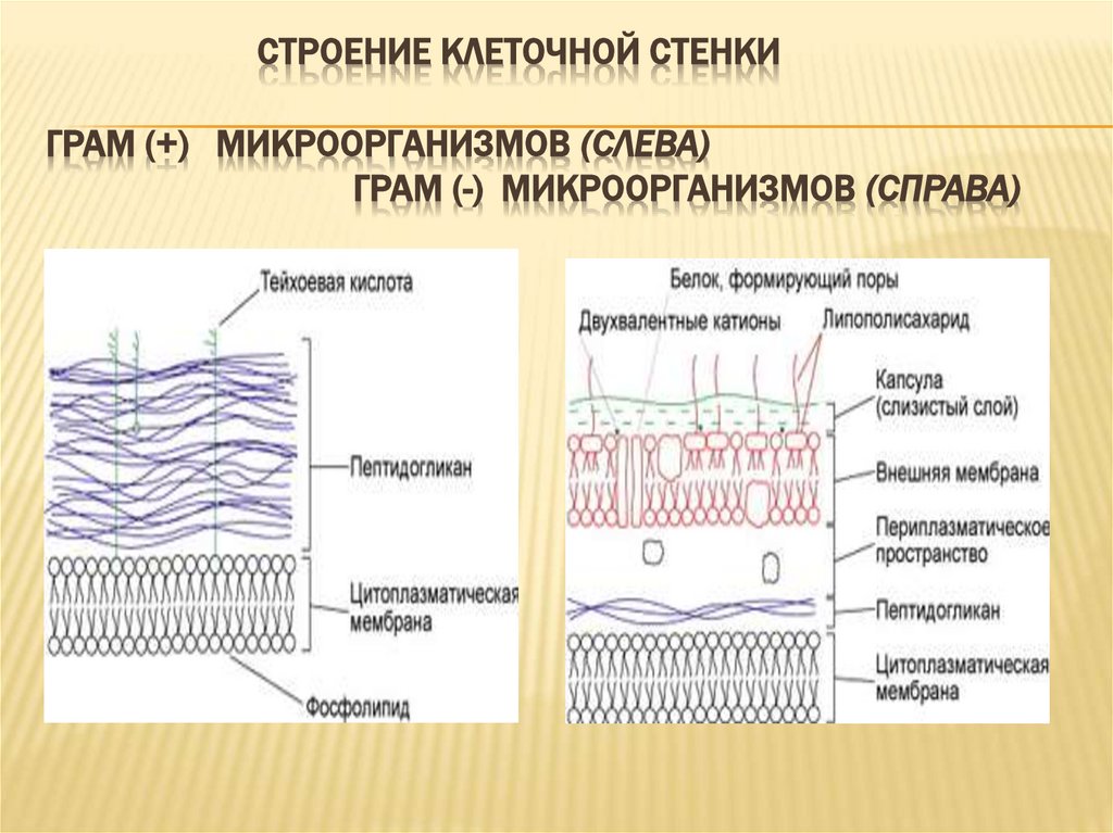  Строение клеточной стенки грам (+) микроорганизмов (слева)  грам (-) микроорганизмов (справа)