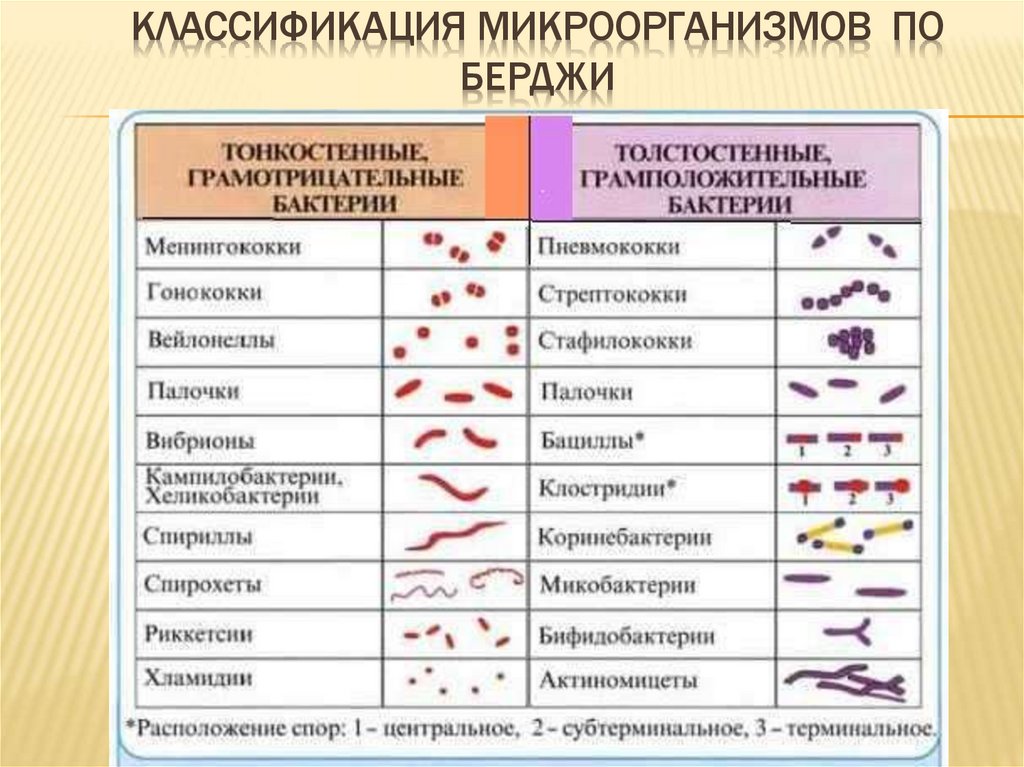 Классификация микроорганизмов по Берджи