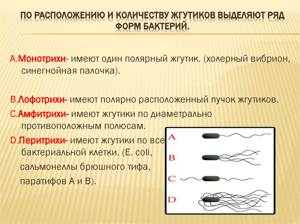 По расположению и количеству жгутиков выделяют ряд форм бактерий.