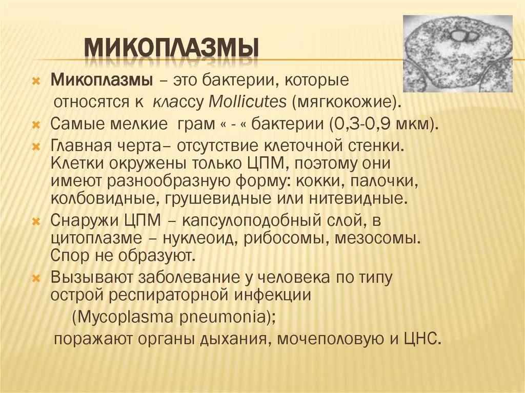 Микоплазмы