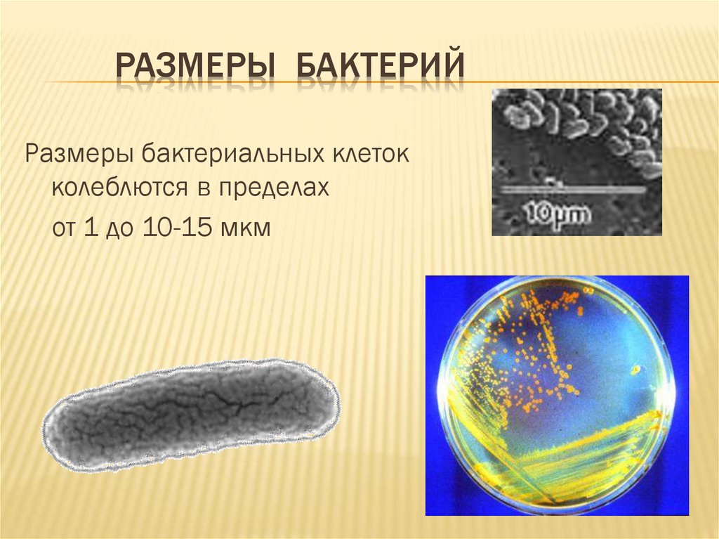 Размеры БАКТЕРИЙ