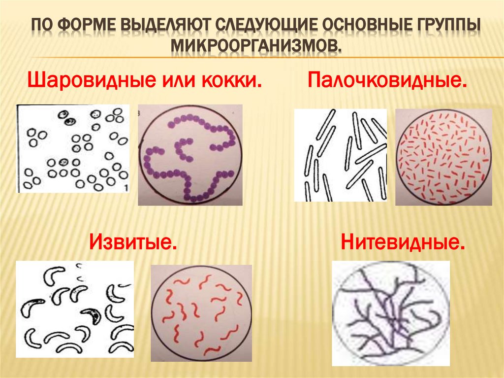 По форме выделяют следующие основные группы микроорганизмов.