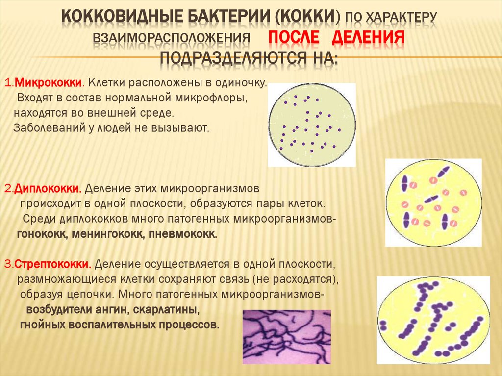 Кокковидные бактерии (кокки) по характеру взаиморасположения после деления подразделяются на:
