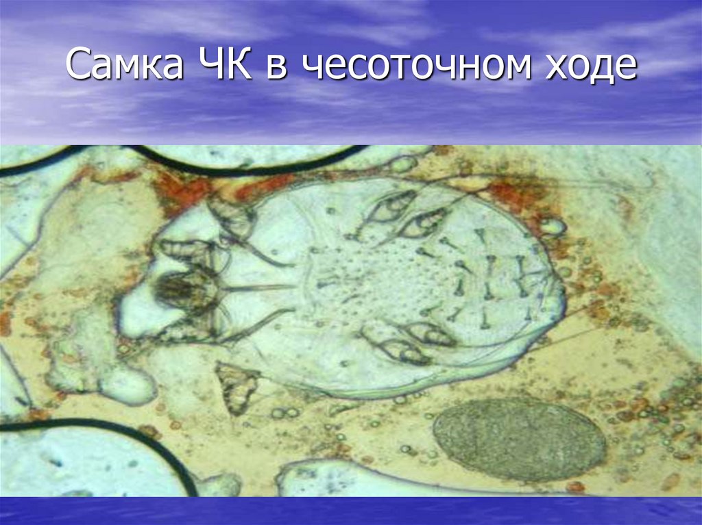 Самка ЧК в чесоточном ходе