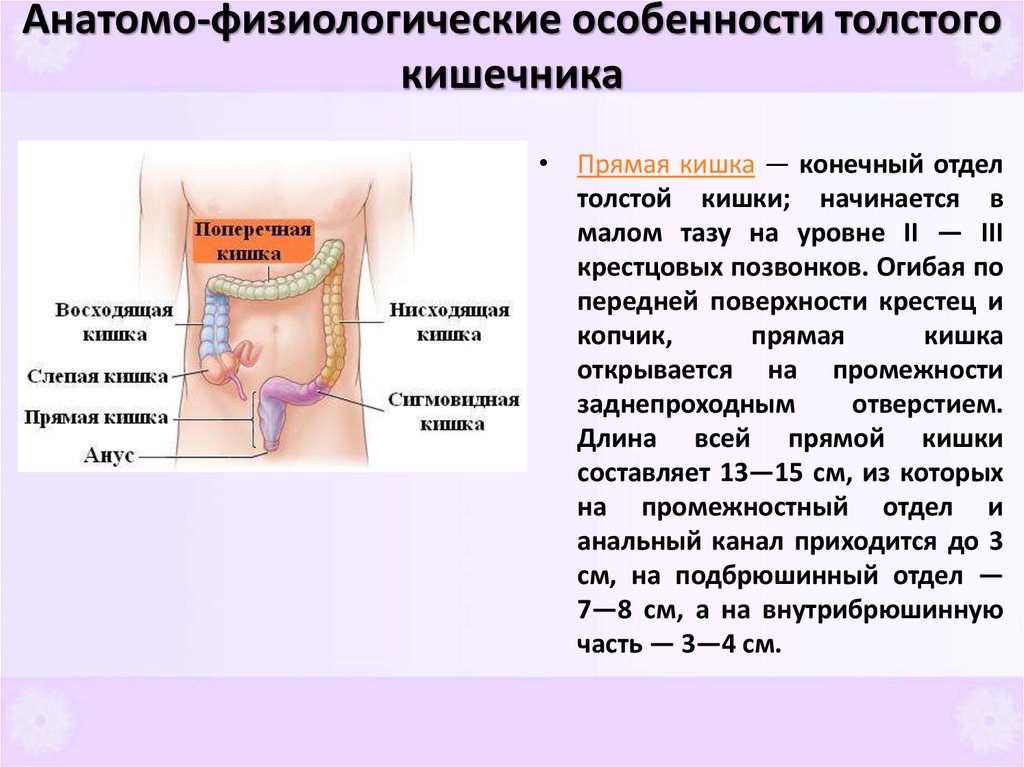 Анатомо-физиологические особенности толстого кишечника