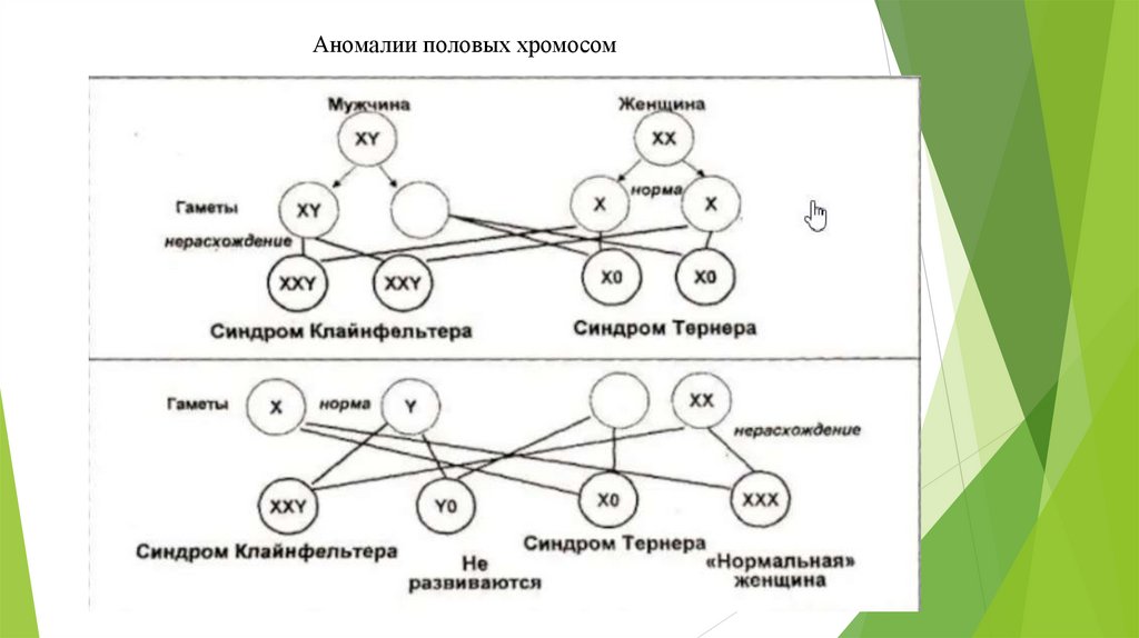 Аномалии половых хромосом
