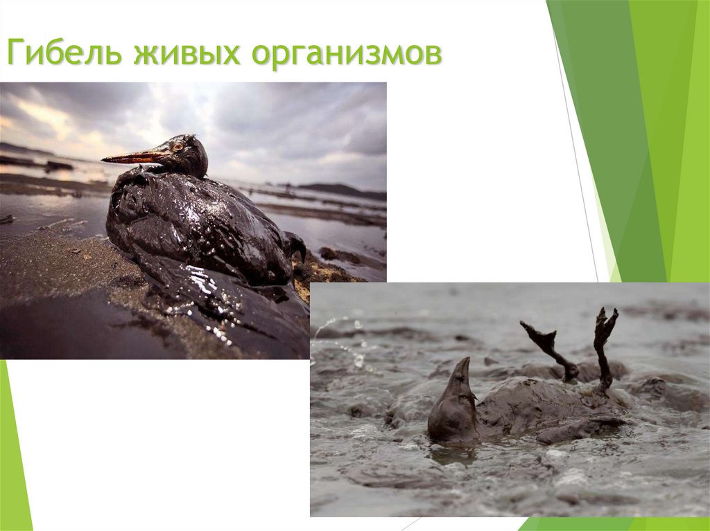 Гибель живых организмов