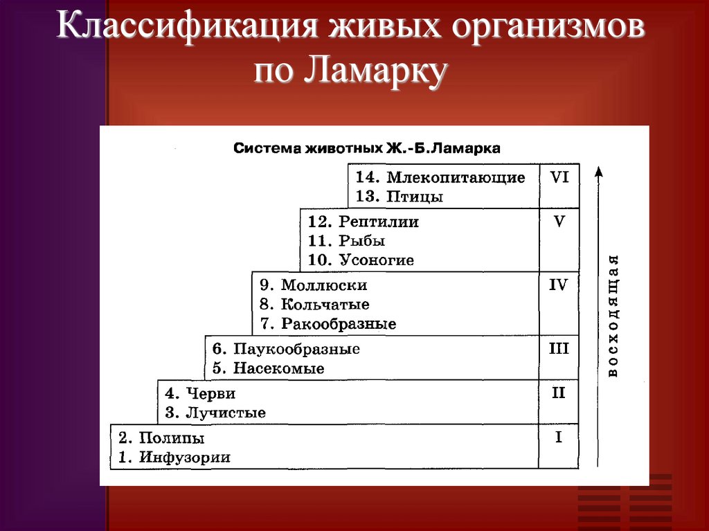 Классификация живых организмов по Ламарку
