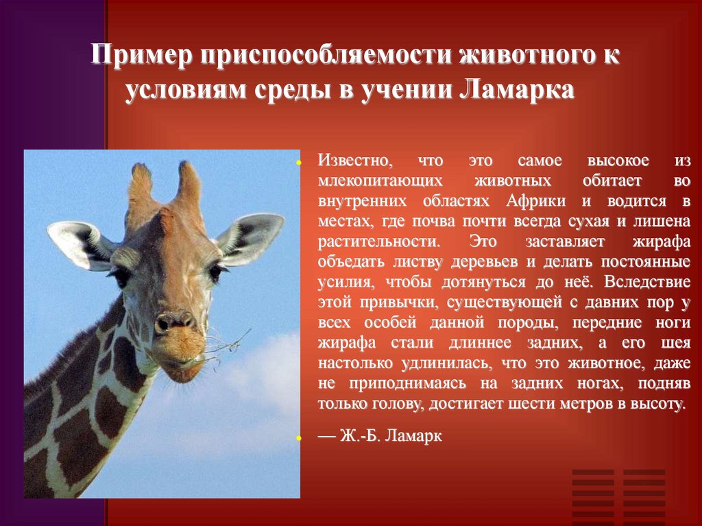 Пример приспособляемости животного к условиям среды в учении Ламарка