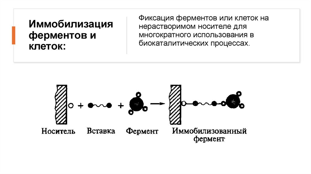 Иммобилизация ферментов и клеток: 