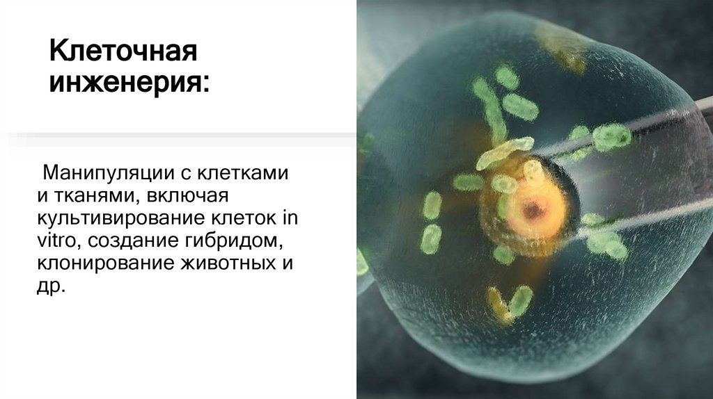 Клеточная инженерия: