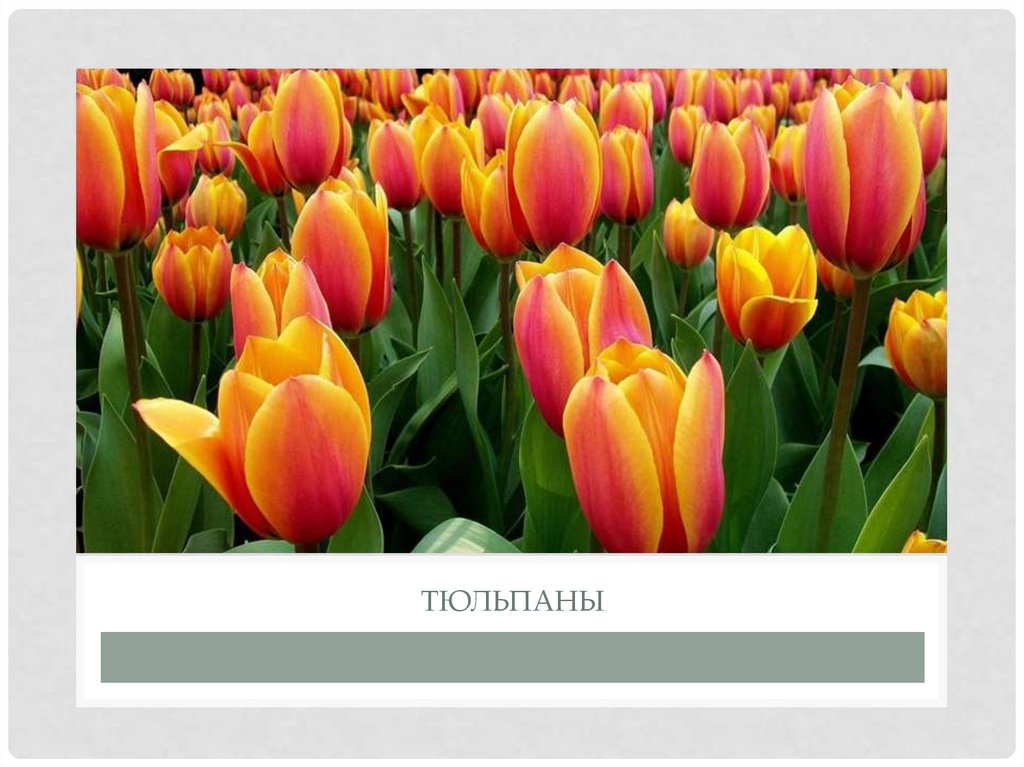 Тюльпаны