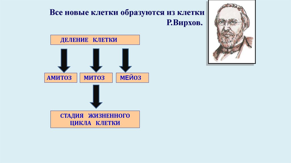 Все новые клетки образуются из клетки Р.Вирхов.