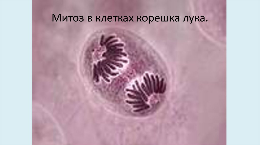 Митоз в клетках корешка лука.