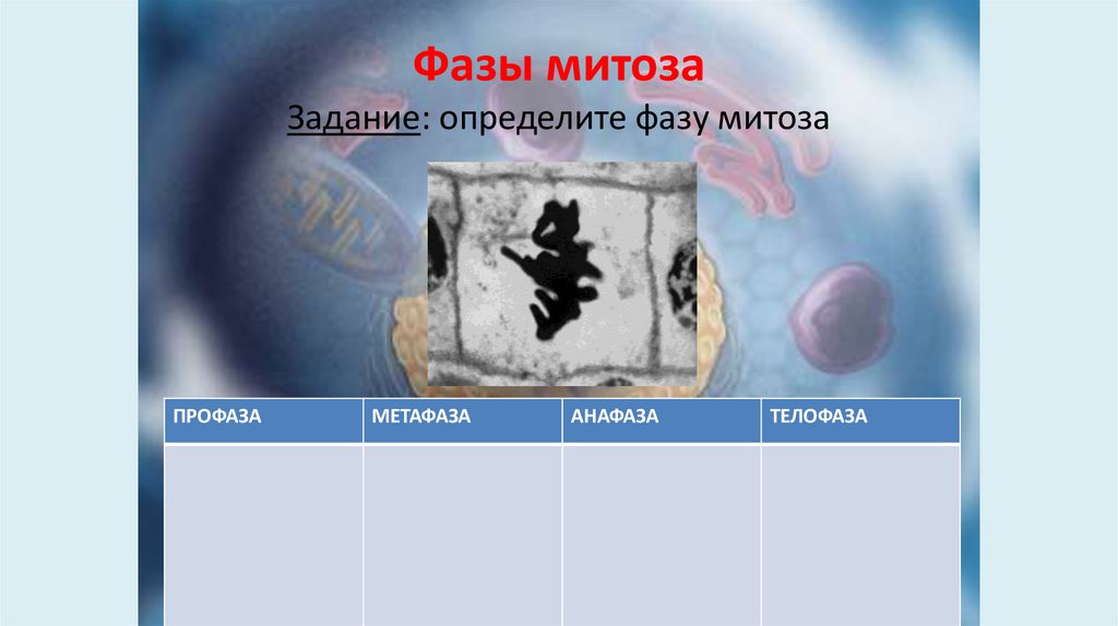 Фазы митоза