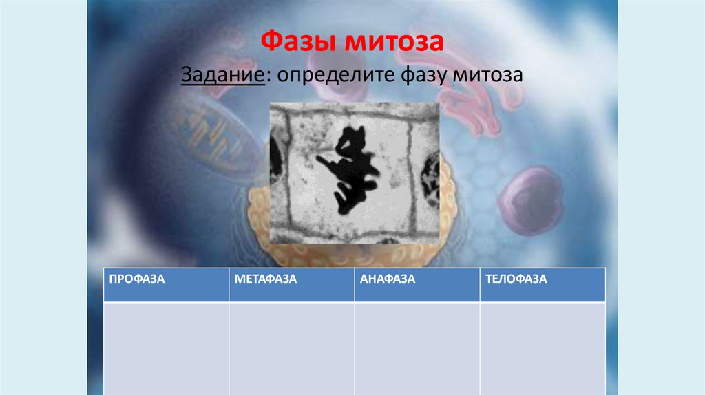 Фазы митоза