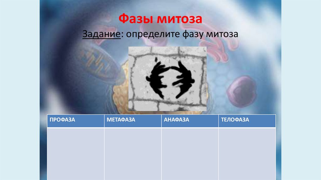 Фазы митоза