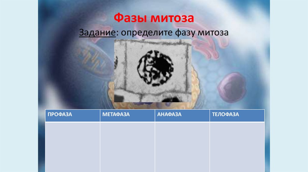 Фазы митоза