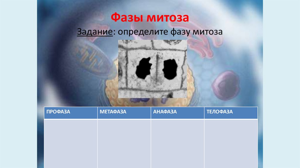 Фазы митоза