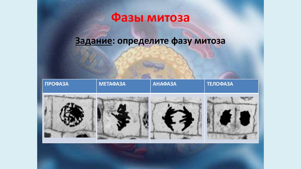 Фазы митоза