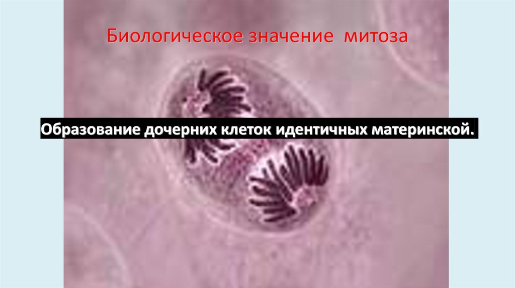 Биологическое значение митоза