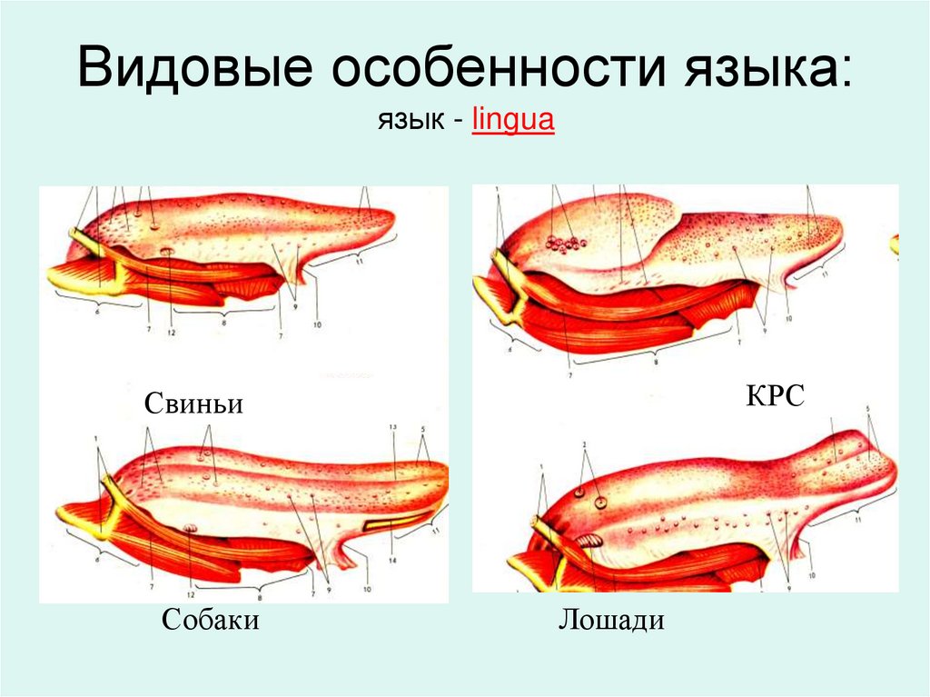 Видовые особенности языка: язык - lingua