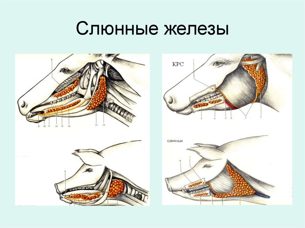 Слюнные железы