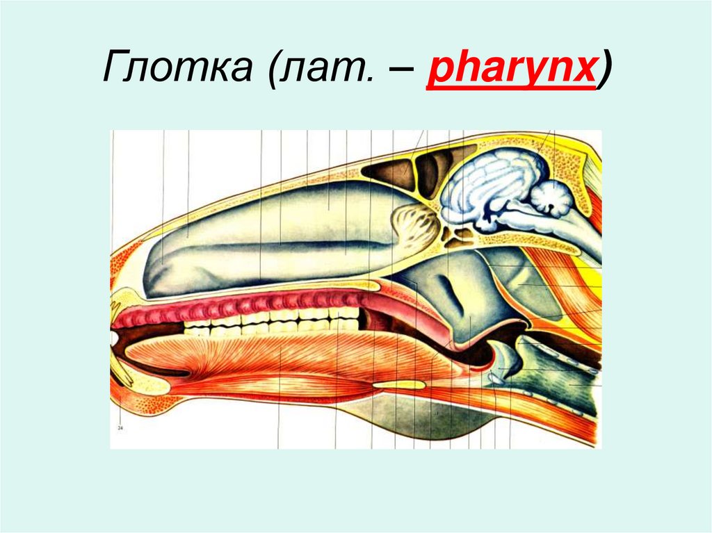 Глотка (лат. – pharynx)