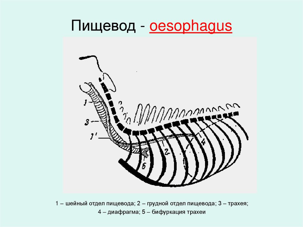 Пищевод - oesophagus