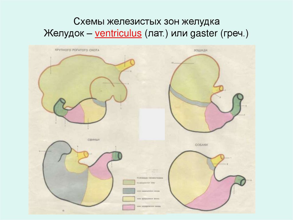 Схемы железистых зон желудка Желудок – ventriculus (лат.) или gaster (греч.)