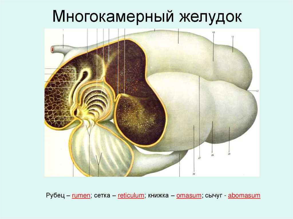 Многокамерный желудок
