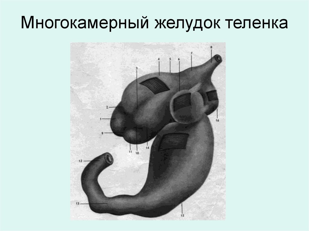 Многокамерный желудок теленка