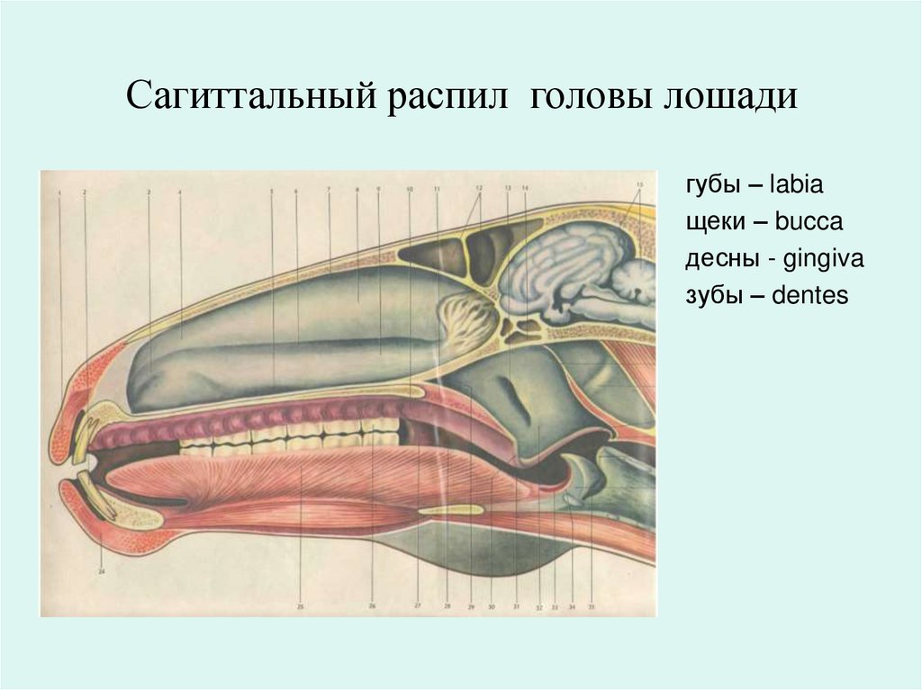 Сагиттальный распил головы лошади