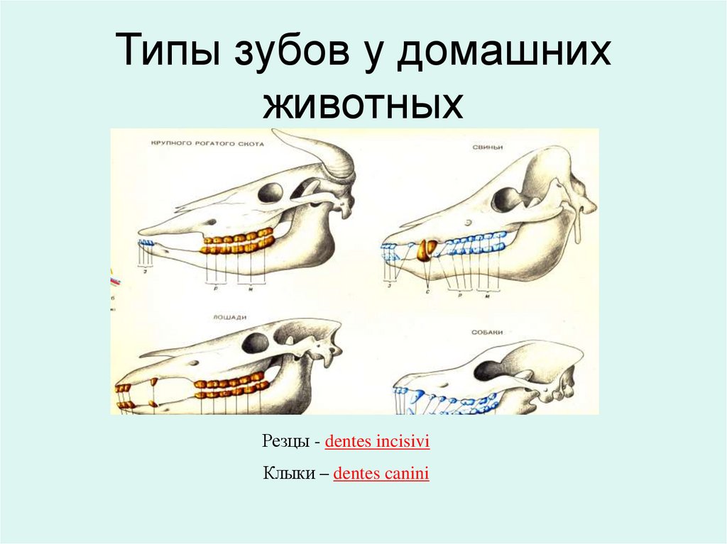 Типы зубов у домашних животных
