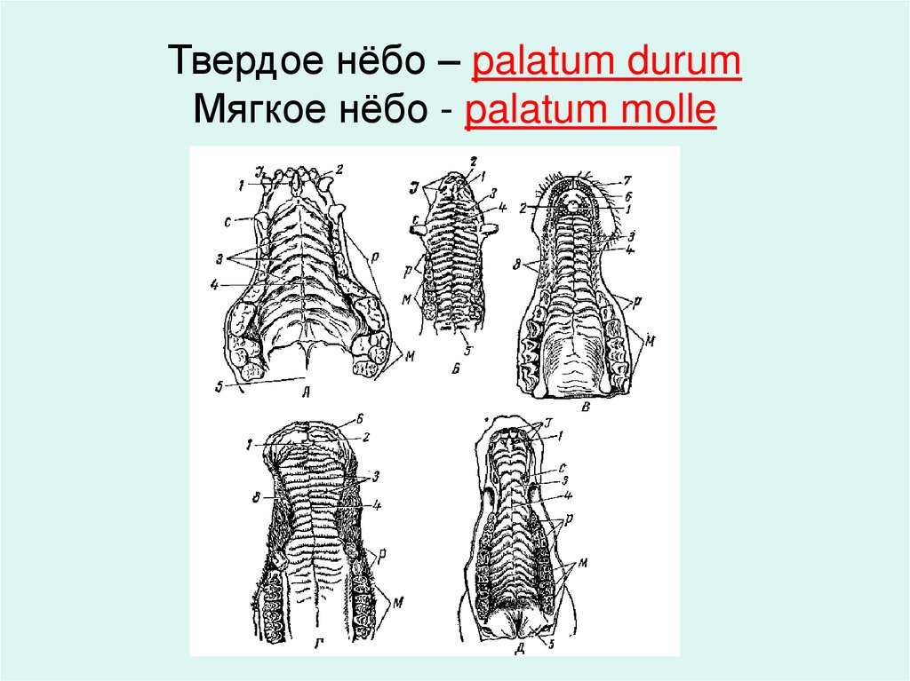 Твердое нёбо – palatum durum Мягкое нёбо - palatum molle