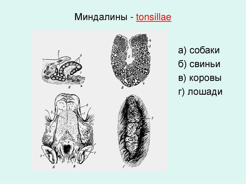 Миндалины - tonsillae