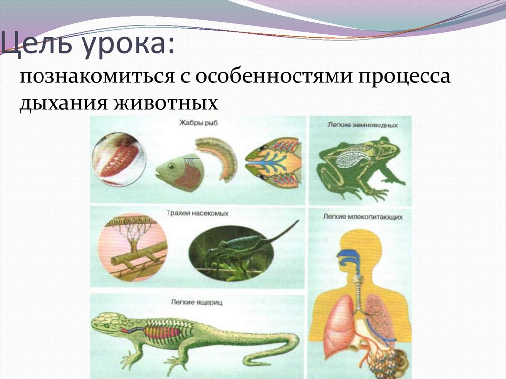 Цель урока: