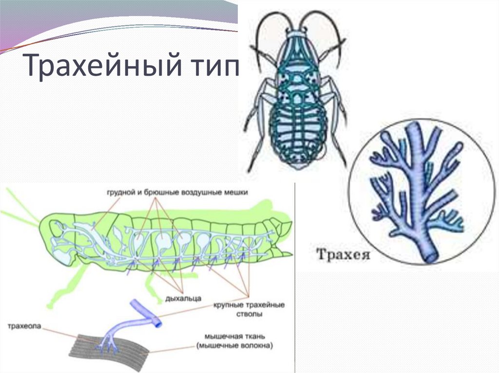 Трахейный тип